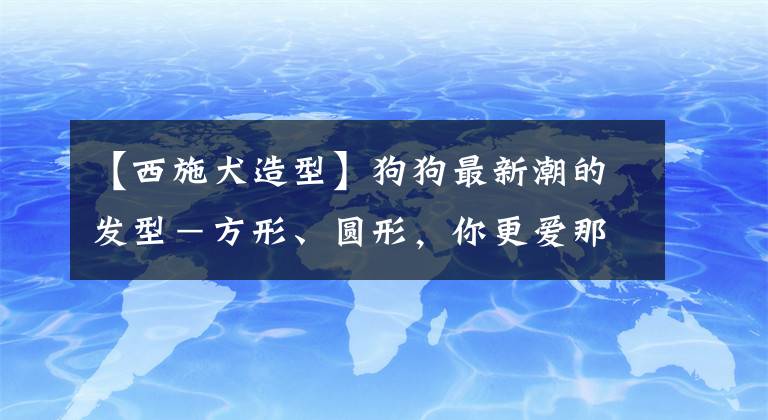 【西施犬造型】狗狗最新潮的發(fā)型－方形、圓形，你更愛那一款呢？