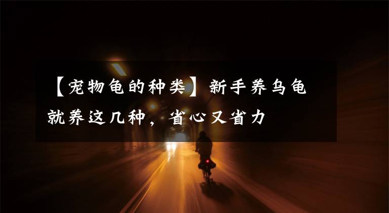 【寵物龜?shù)姆N類】新手養(yǎng)烏龜就養(yǎng)這幾種，省心又省力