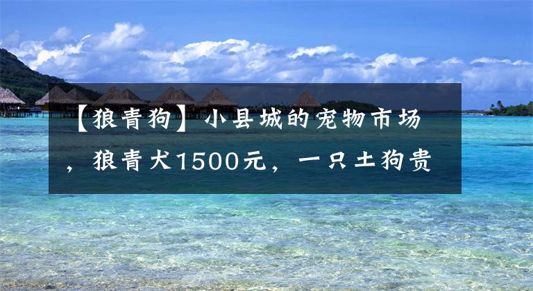 【狼青狗】小縣城的寵物市場，狼青犬1500元，一只土狗貴過品種狗