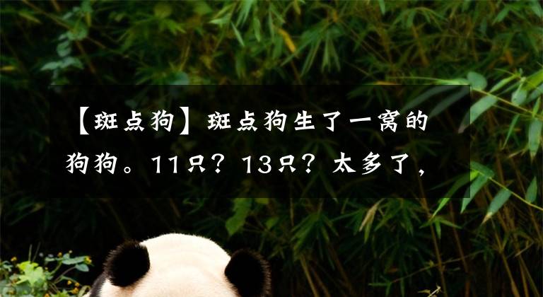 【斑點(diǎn)狗】斑點(diǎn)狗生了一窩的狗狗。11只？13只？太多了，有點(diǎn)數(shù)不過來？