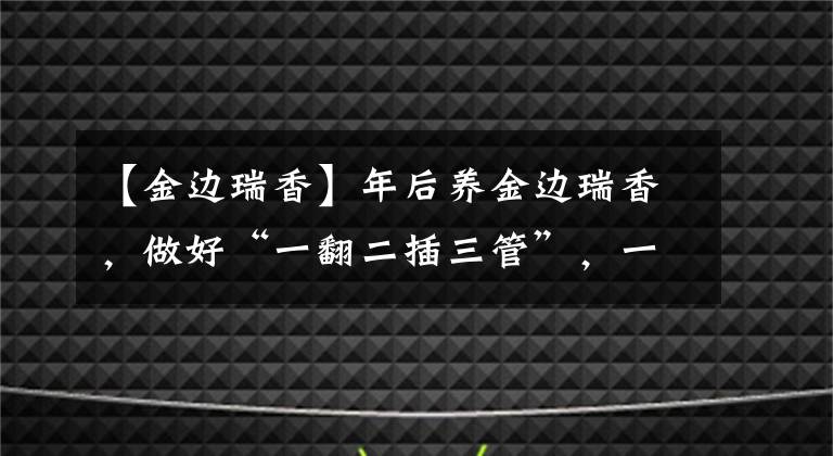 【金邊瑞香】年后養(yǎng)金邊瑞香，做好“一翻二插三管”，一盆變多盆，盆盆都精致