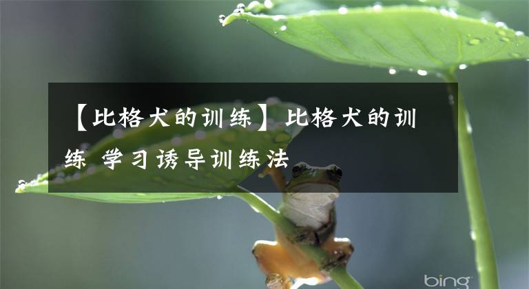 【比格犬的訓(xùn)練】比格犬的訓(xùn)練 學(xué)習(xí)誘導(dǎo)訓(xùn)練法