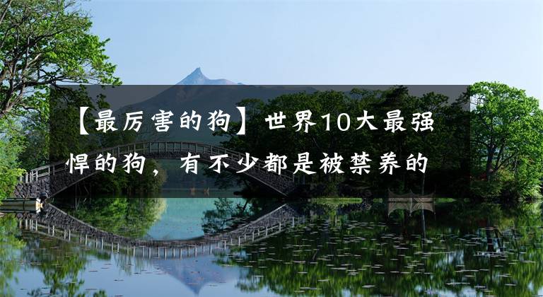 【最厲害的狗】世界10大最強(qiáng)悍的狗，有不少都是被禁養(yǎng)的，你有養(yǎng)過(guò)嗎？