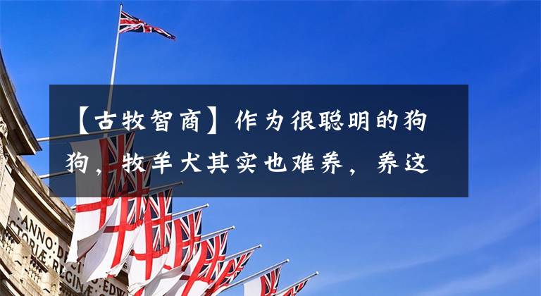 【古牧智商】作為很聰明的狗狗，牧羊犬其實也難養(yǎng)，養(yǎng)這種狗注意這3點