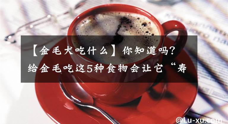 【金毛犬吃什么】你知道嗎？給金毛吃這5種食物會讓它“壽命延長”多陪你幾年