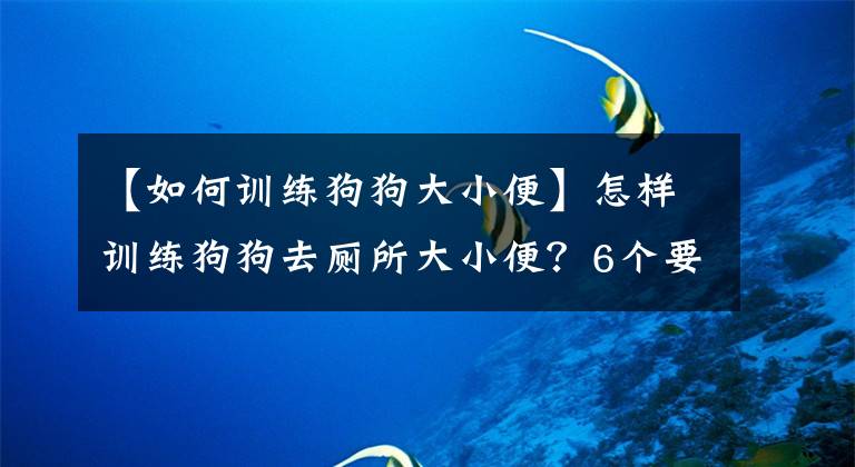 【如何訓練狗狗大小便】怎樣訓練狗狗去廁所大小便？6個要點，新手主人也能學會