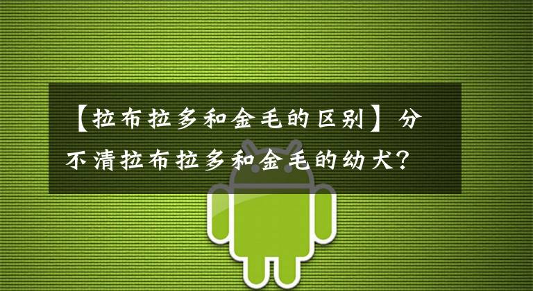 【拉布拉多和金毛的區(qū)別】分不清拉布拉多和金毛的幼犬？看這6個(gè)地方，就能讓你輕松辨別