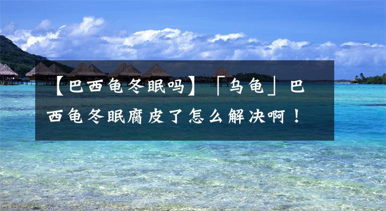 【巴西龜冬眠嗎】「烏龜」巴西龜冬眠腐皮了怎么解決?。∮型赁k法的啊