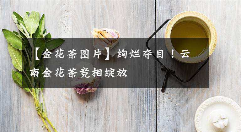 【金花茶圖片】絢爛奪目！云南金花茶競(jìng)相綻放