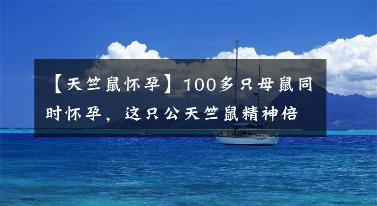 【天竺鼠懷孕】100多只母鼠同時懷孕，這只公天竺鼠精神倍兒棒