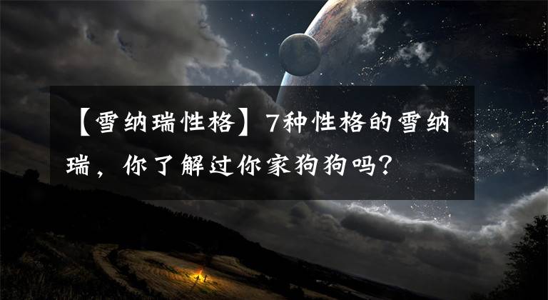 【雪納瑞性格】7種性格的雪納瑞，你了解過你家狗狗嗎？