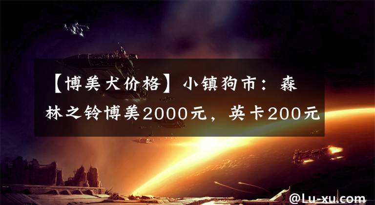 【博美犬價(jià)格】小鎮(zhèn)狗市：森林之鈴博美2000元，英卡200元，一種狗不值一包煙錢