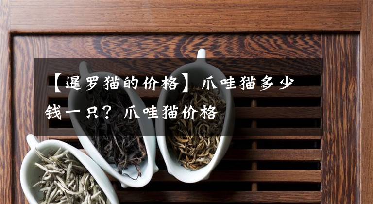 【暹羅貓的價格】爪哇貓多少錢一只？爪哇貓價格