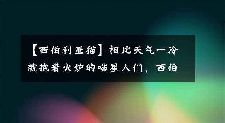 【西伯利亞貓】相比天氣一冷就抱著火爐的喵星人們，西伯利亞貓才是真正的勇士！