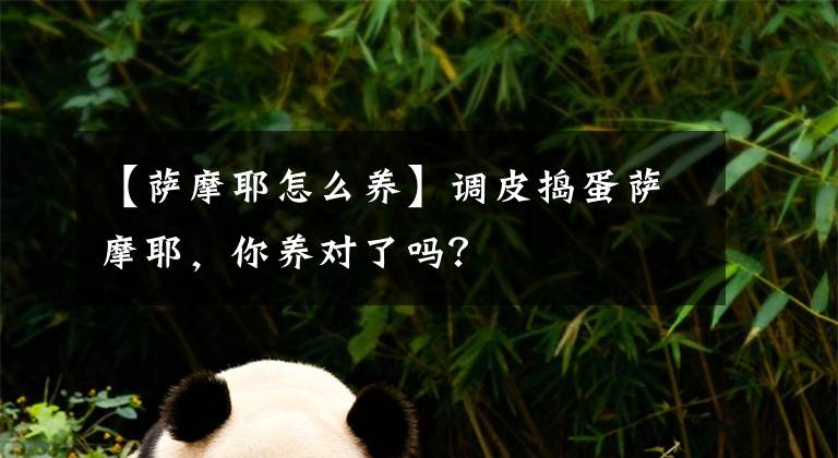 【薩摩耶怎么養(yǎng)】調(diào)皮搗蛋薩摩耶，你養(yǎng)對了嗎？