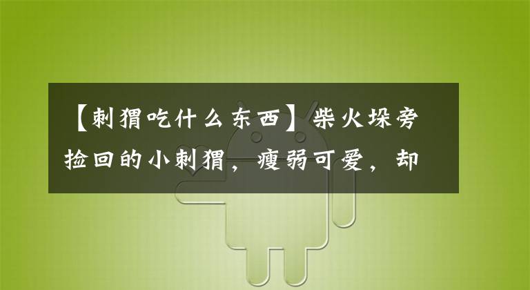 【刺猬吃什么東西】柴火垛旁撿回的小刺猬，瘦弱可愛，卻因我的好心死掉了