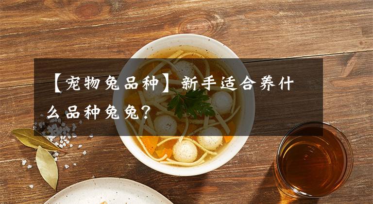 【寵物兔品種】新手適合養(yǎng)什么品種兔兔？