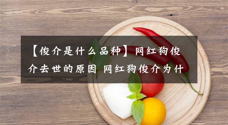 【俊介是什么品種】網(wǎng)紅狗俊介去世的原因 網(wǎng)紅狗俊介為什么去世了