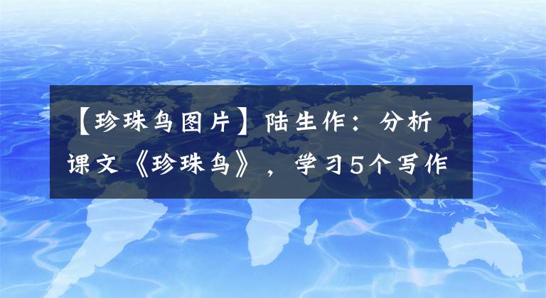 【珍珠鳥圖片】陸生作：分析課文《珍珠鳥》，學習5個寫作知識點