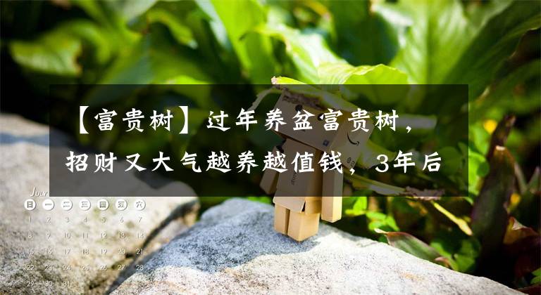 【富貴樹】過年養(yǎng)盆富貴樹，招財又大氣越養(yǎng)越值錢，3年后，1萬1盆也不賣