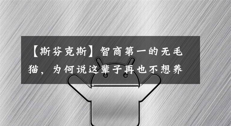 【斯芬克斯】智商第一的無毛貓，為何說這輩子再也不想養(yǎng)了？