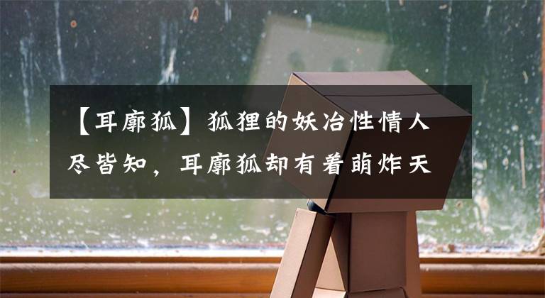 【耳廓狐】狐貍的妖冶性情人盡皆知，耳廓狐卻有著萌炸天的另一面