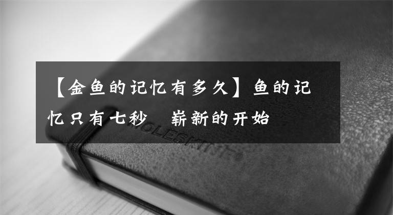 【金魚的記憶有多久】魚的記憶只有七秒˙嶄新的開始