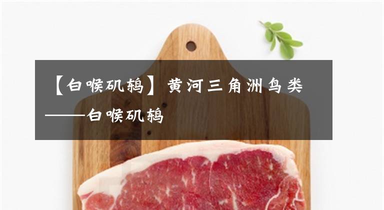 【白喉磯鶇】黃河三角洲鳥(niǎo)類——白喉磯鶇