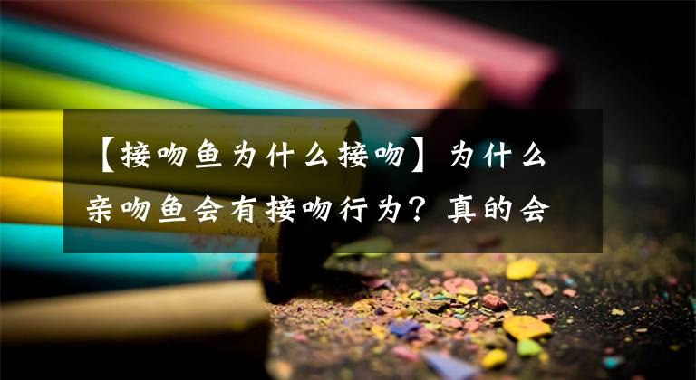 【接吻魚為什么接吻】為什么親吻魚會(huì)有接吻行為？真的會(huì)是因?yàn)閻蹎幔?></a></div> <div   id=