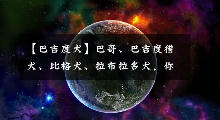 【巴吉度犬】巴哥、巴吉度獵犬、比格犬、拉布拉多犬，你喜歡哪個？