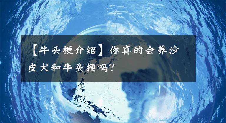 【牛頭梗介紹】你真的會養(yǎng)沙皮犬和牛頭梗嗎？