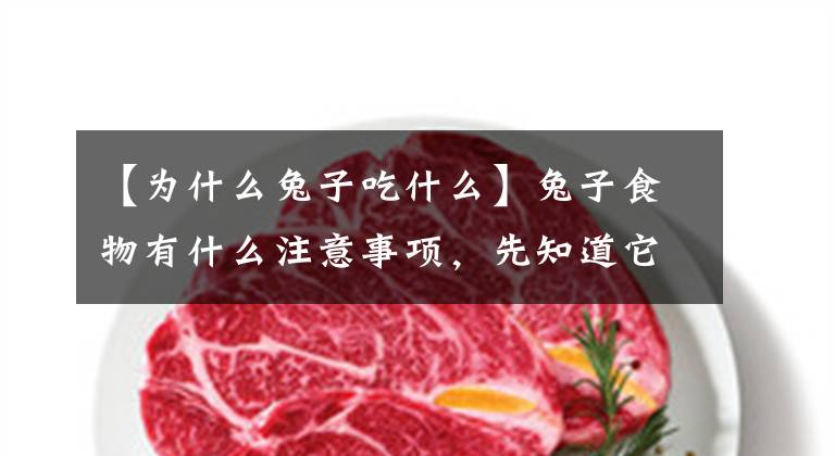 【為什么兔子吃什么】兔子食物有什么注意事項(xiàng)，先知道它的食性