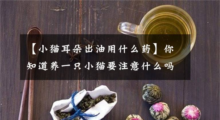 【小貓耳朵出油用什么藥】你知道養(yǎng)一只小貓要注意什么嗎？