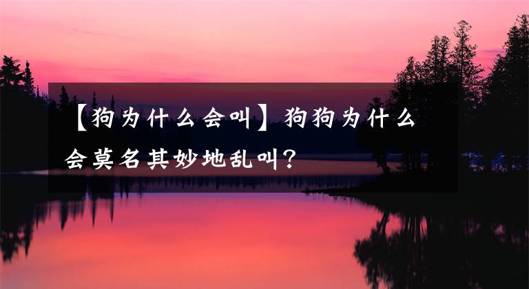 【狗為什么會(huì)叫】狗狗為什么會(huì)莫名其妙地亂叫？