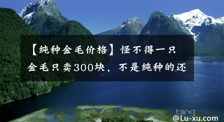 【純種金毛價(jià)格】怪不得一只金毛只賣300塊，不是純種的還是只病狗！