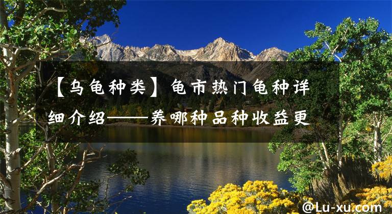 【烏龜種類】龜市熱門龜種詳細(xì)介紹——養(yǎng)哪種品種收益更好？