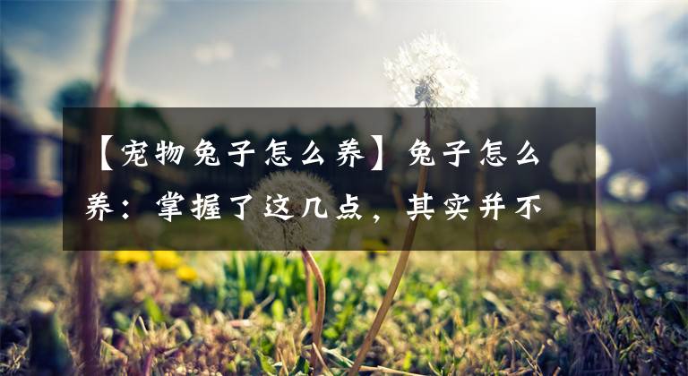 【寵物兔子怎么養(yǎng)】兔子怎么養(yǎng)：掌握了這幾點(diǎn)，其實(shí)并不復(fù)雜