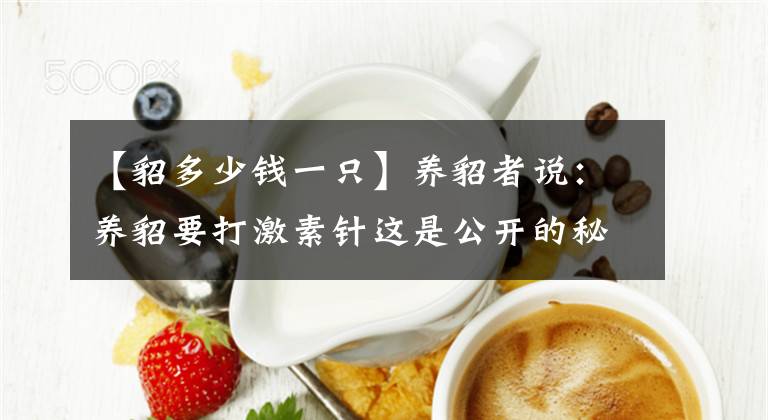 【貂多少錢一只】養(yǎng)貂者說：養(yǎng)貂要打激素針這是公開的秘密，你知道貂肉都去哪了么？