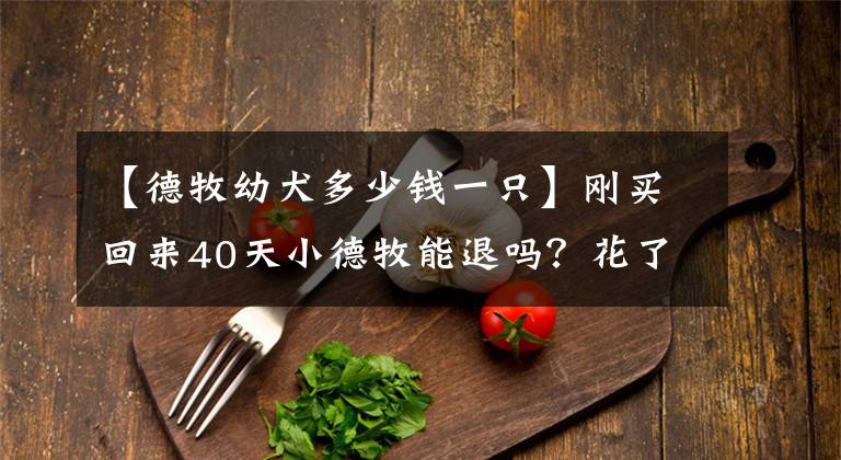 【德牧幼犬多少錢一只】剛買回來40天小德牧能退嗎？花了700大洋