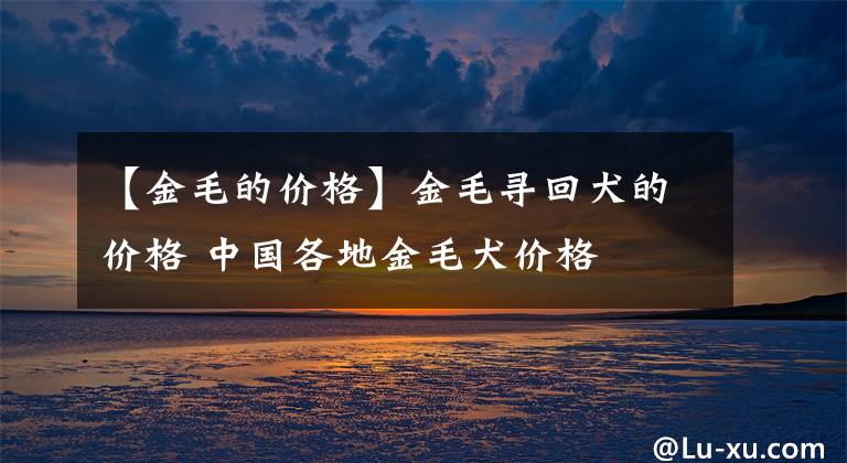 【金毛的價格】金毛尋回犬的價格 中國各地金毛犬價格