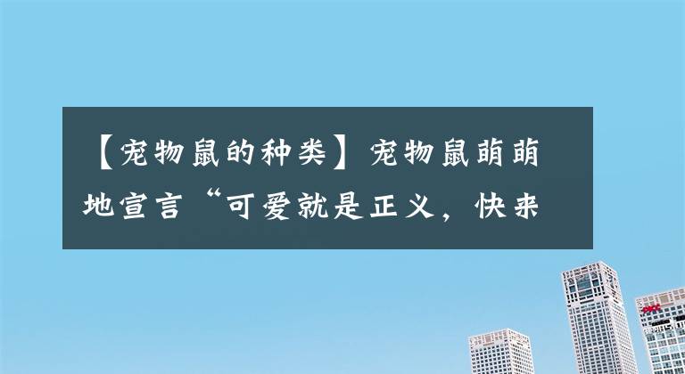 【寵物鼠的種類】寵物鼠萌萌地宣言“可愛就是正義，快來給我拍照嘛！”