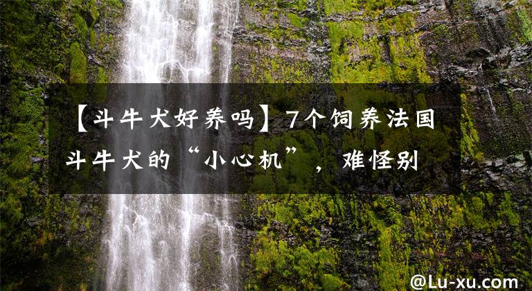 【斗牛犬好養(yǎng)嗎】7個飼養(yǎng)法國斗牛犬的“小心機”，難怪別人家的狗能活這么久