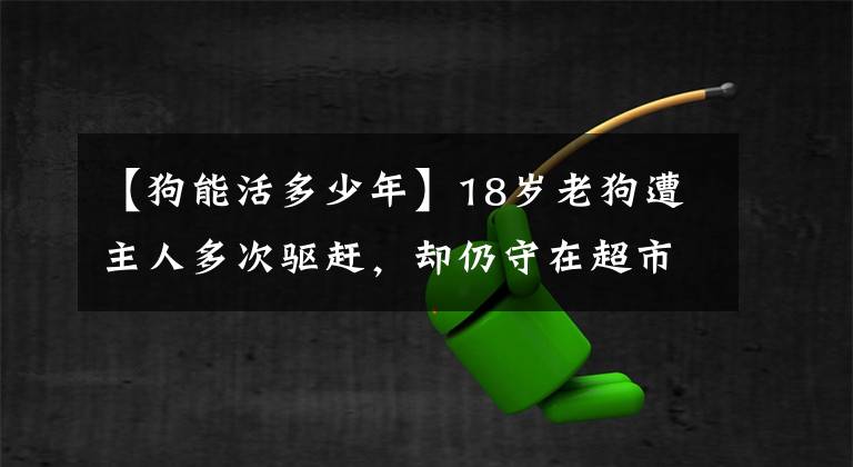 【狗能活多少年】18歲老狗遭主人多次驅(qū)趕，卻仍守在超市門(mén)口：這里是我的家呀