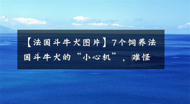 【法國斗牛犬圖片】7個(gè)飼養(yǎng)法國斗牛犬的“小心機(jī)”，難怪別人家的狗能活這么久