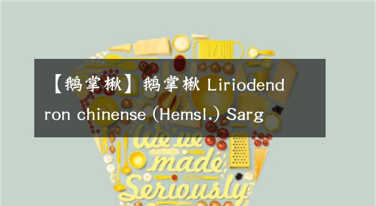 【鵝掌楸】鵝掌楸 Liriodendron chinense (Hemsl.) Sarg.