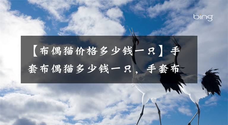 【布偶貓價格多少錢一只】手套布偶貓多少錢一只，手套布偶貓價格？