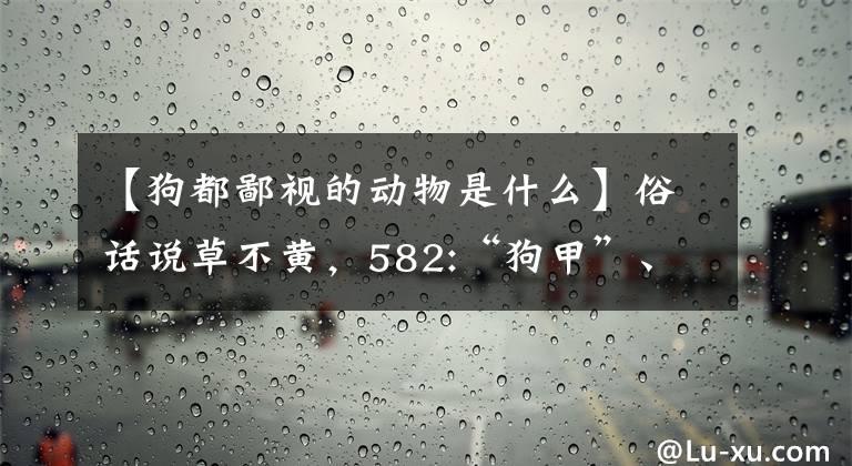 【狗都鄙視的動物是什么】俗話說草不黃，582:“狗甲”、“狗啊”、“熊”、“狗狗”等