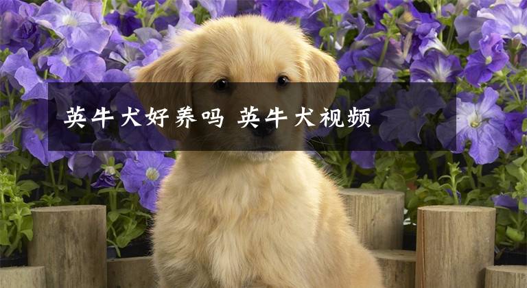 英牛犬好養(yǎng)嗎 英牛犬視頻