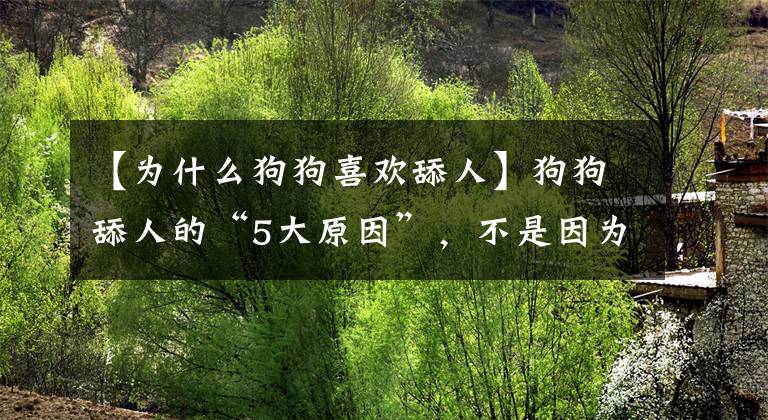 【為什么狗狗喜歡舔人】狗狗舔人的“5大原因”，不是因?yàn)橄矚g才舔你哦！