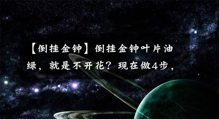 【倒掛金鐘】倒掛金鐘葉片油綠，就是不開花？現(xiàn)在做4步，花苞很快冒出來